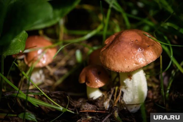 В Челябинской области начался сезон маслят 