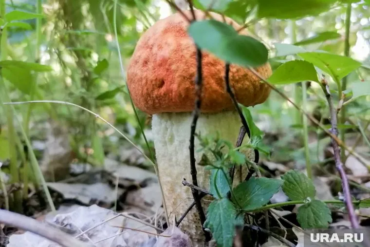 Найти рыжики и белые грибы можно в районе Велижанского и Ирбитского трактов