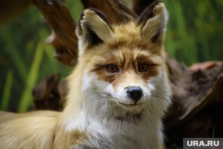 Ямалец бросил в «Вечный огонь» труп лисы и попал под суд