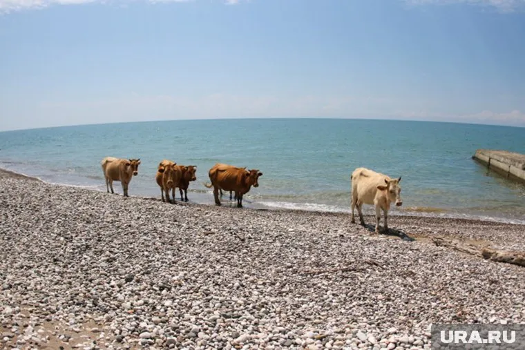 Коровы в Абхазии повсюду, и это меньшая из бед