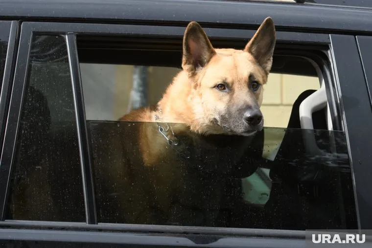 Чтобы комфортно путешествовать со своим животным, придется соблюдать ряд условий