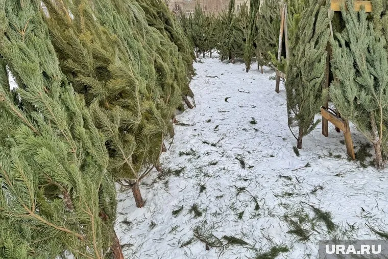 Более 18 тысяч курганских елок отправили в Казахстан