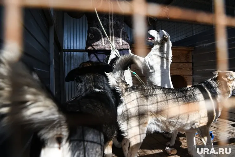 В приюте «Мишутка» сейчас живут 160 собак и с каждым месяцем их становится все больше