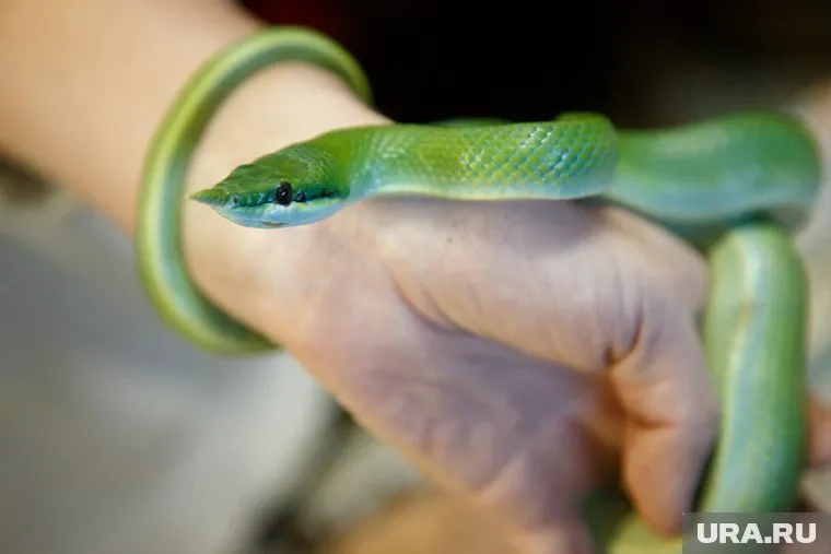 В контактном зоопарке змея укусила 5-летнюю девочку