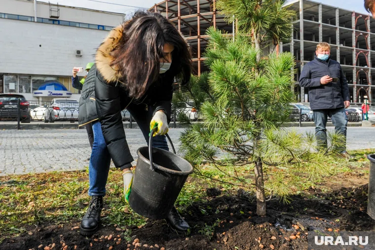 Кедры высадили возле новостроек