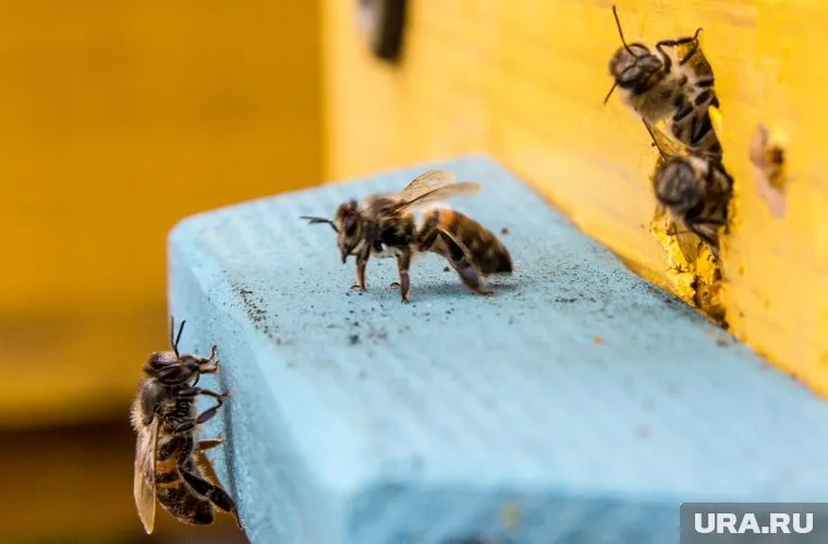 Пчелы перевозились в специальных воздухопроницаемых контейнерах