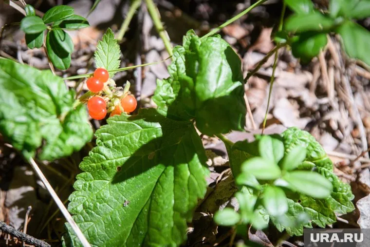 Костяника, а также две другие ее родственницы, имеет много полезных качеств