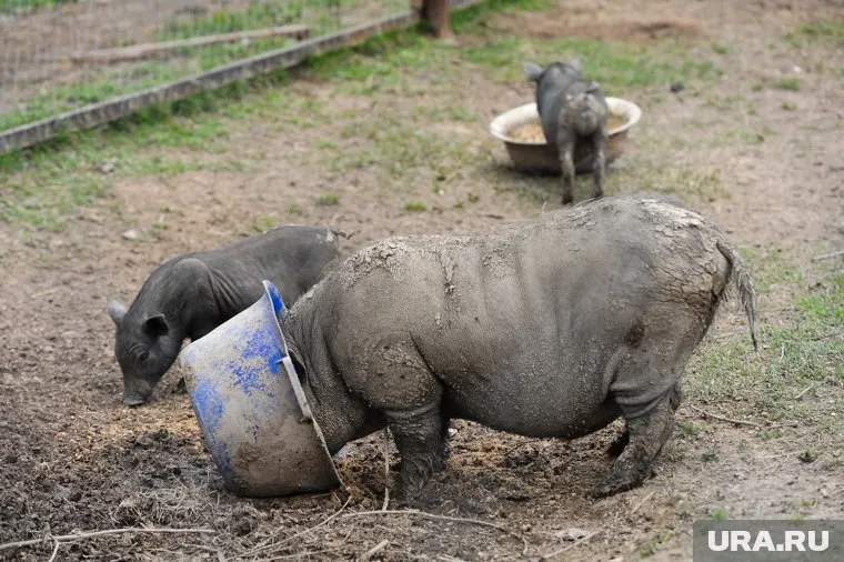 Животное гуляло во дворах, у домов и на проезжей части