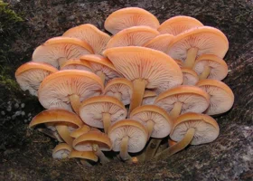 Какие грибы можно собрать в ноябре в Свердловской области 