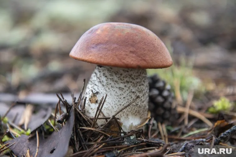 Грибы лидируют, как источник заражения ботулизмом