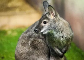 Зверек из Екатеринбурга заменит в зоопарке Белгорода убитого ВСУ питомца