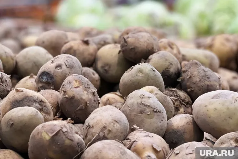 Картофельная нематода может распространяться десятком разных способов, в том числе и на обуви человека