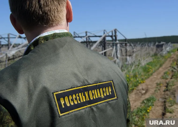 В структурах Россельхознадзора по Челябинску и Кургану грядут изменения