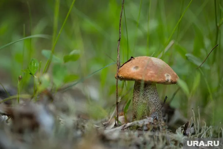 Полемика вокруг грибов развернулась в соцсети