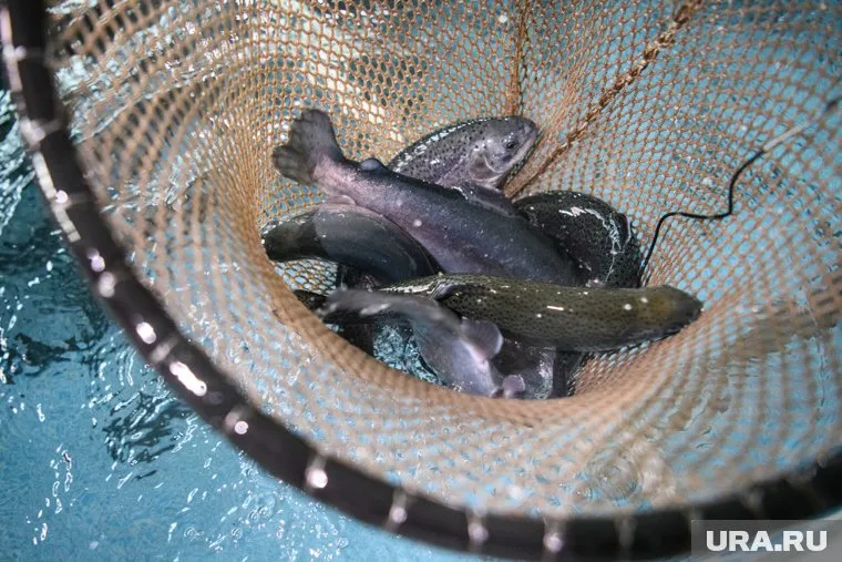 Улов форели может стоить кусьянину честного имени 