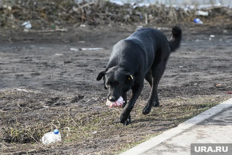 Бездомная собака напала на ребенка осенью 2024 года