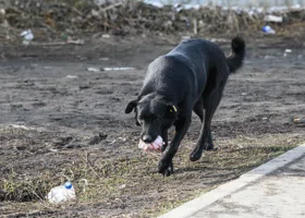 В Тюменской области собака напала на 5-летнего ребенка