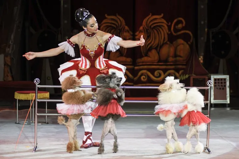 Пресс-конференция по новому сезону Екатеринбургского цирка. Екатеринбург