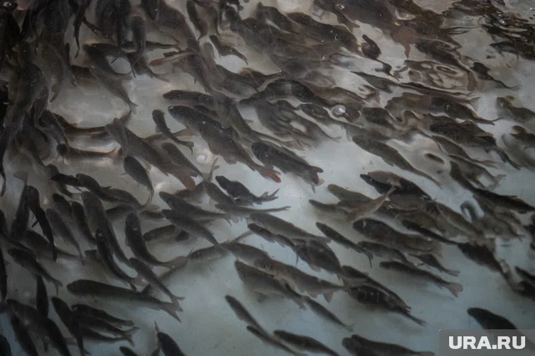 Рыбкомбинат из ХМАО отсудил полмиллиона рублей за запрещенный корм из Турции