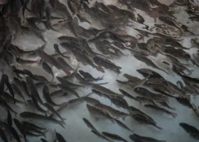 Рыбзавод из ХМАО отсудил полмиллиона рублей у узбекской компании за запрещенный корм для рыб