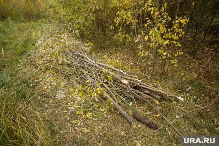 В парке «За Саймой» в Сургуте продолжают вырубать деревья