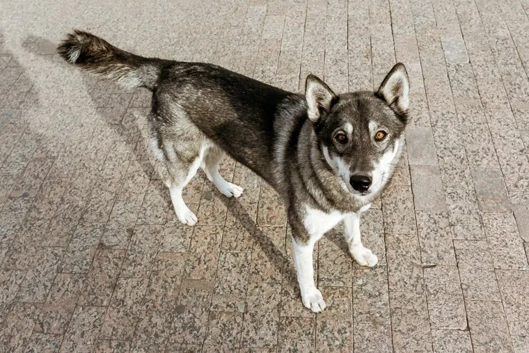 Виды города, осень. Тюмень