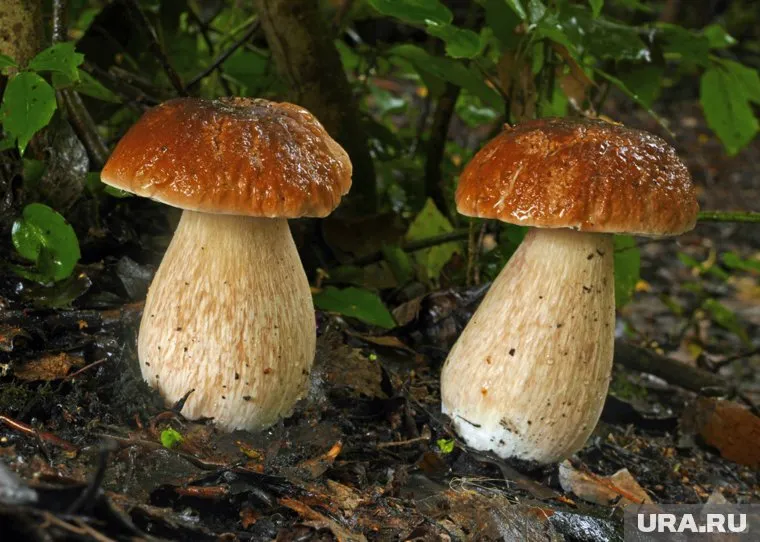 Белые маринованные грибы из ХМАО получили призы национального конкурса