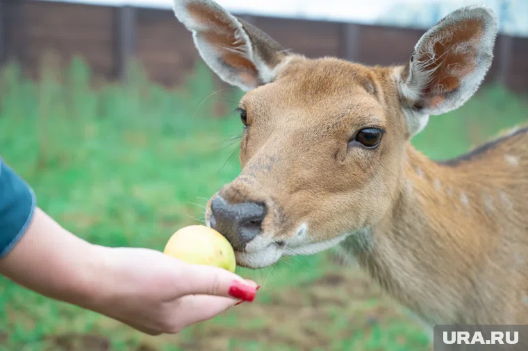 Пятнистый олень не прочь полакомиться свежим яблоком