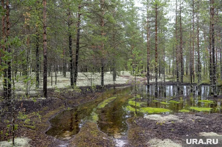 Ушедшую в лес пенсионерку нашли погибшей