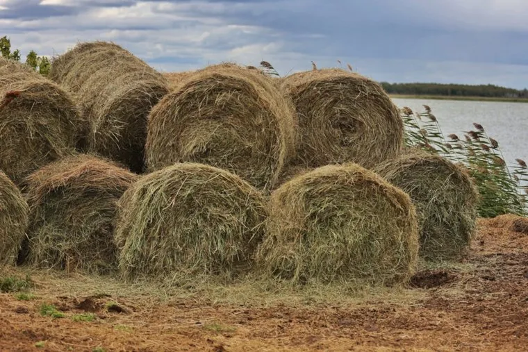 Деревня Чебаки. Макушинский район. Курган
