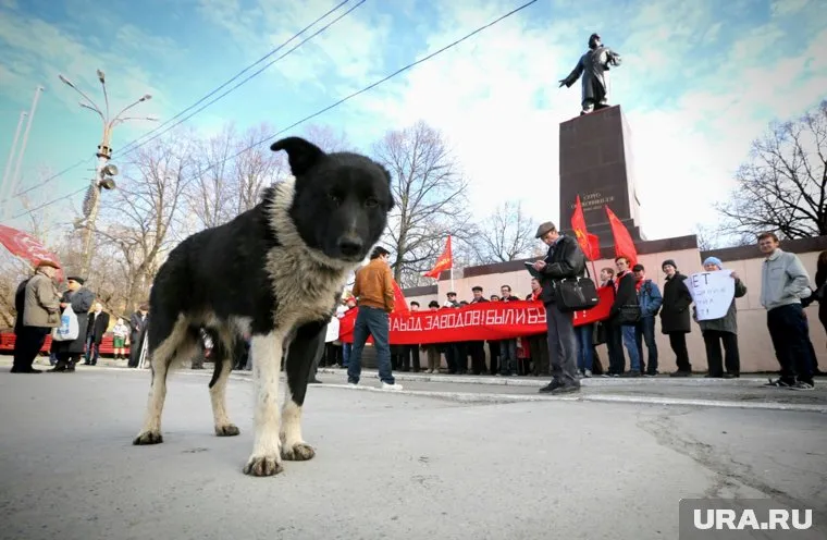 Охотники на собак назначили операцию по зачистке города на понедельник, 26 сентября