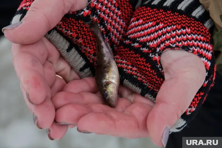 Рыбаки ловят последних рыб на зимней рыбалке