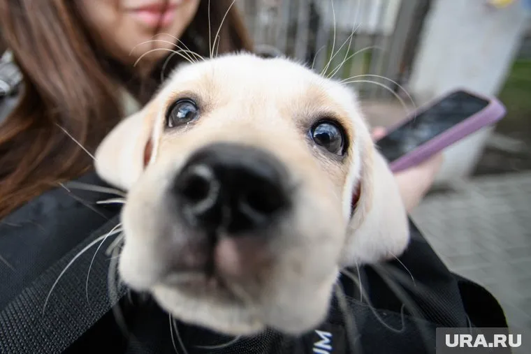 Взрослые и дети смогут провести время с собаками разных пород