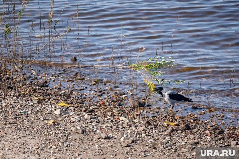 Убийство произошло в Верхнетуринском городском пруду
