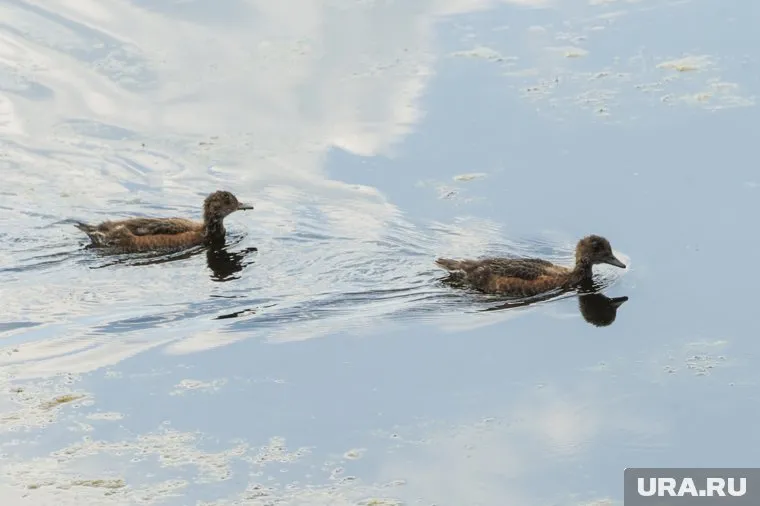 Дикие утки годами живут в ручье возле автовокзала