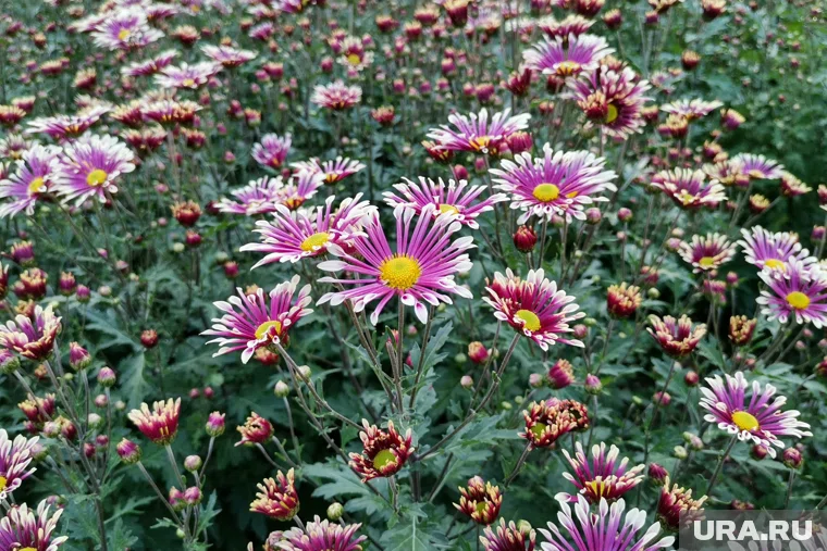 Хризантемы относятся к многолетникам, которые нужно обрезать осенью