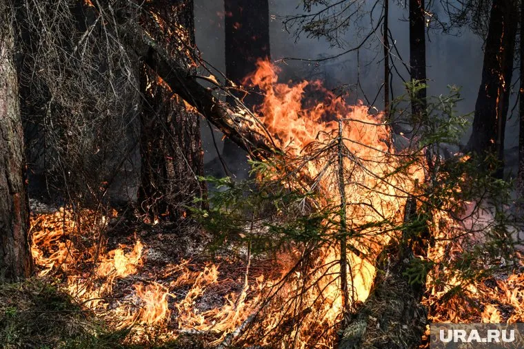 В ЯНАО по состоянию на 7 июня горит 173 гектара леса