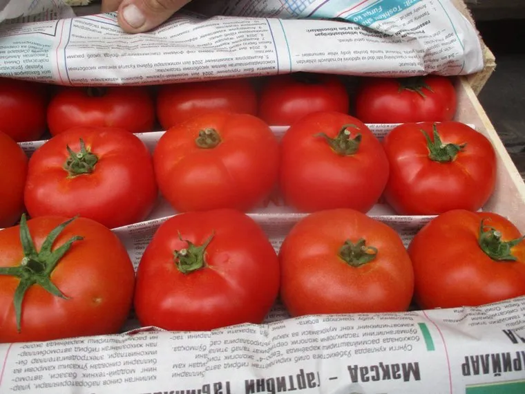 Отсутствующая в России моль может подчистую уничтожить урожай томатов и картофеля