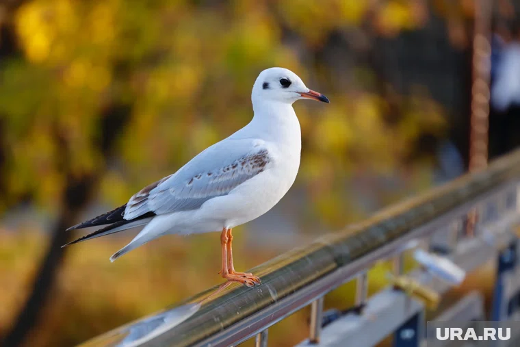 Премьера спектакля «Чайка» пройдет в Сургутском драмтеатре при полном аншлаге