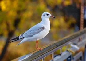 Сургутяне раскупили билеты на новый спектакль драмтеатра за месяц до премьеры