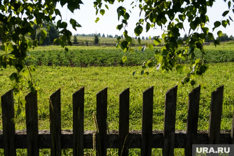 На улицах Тюмени планируют высадить съедобные растения