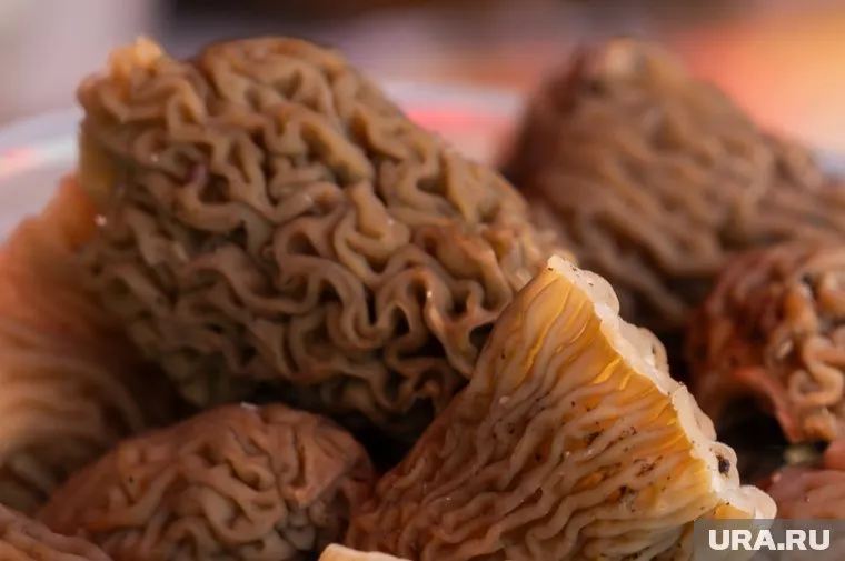 Уральцы открыли долгожданный сезон грибной охоты