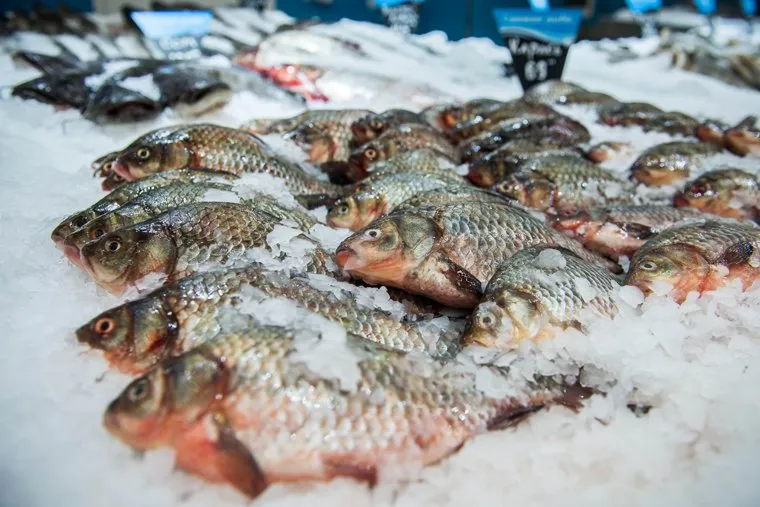 Проверка в "Карусели". Екатеринбург, рыба, карп