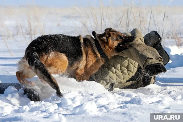 На трех школьников Тавды напали безнадзорные собаки