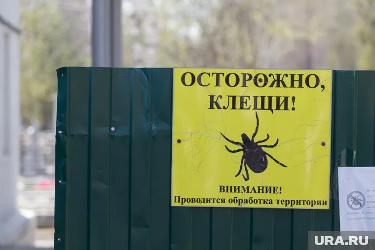 Больше всего пострадавших от укусов клещей в Тюмени и Тюменском районе