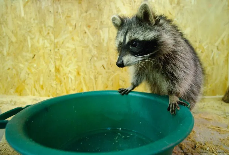 Енотиха Дзеня и ёж Пых накануне Дня Сурка в Екатеринбургском зоопарке. Екатеринбург, животные, мимими, екатеринбургский зоопарк, млекопитающие, енот дзеня