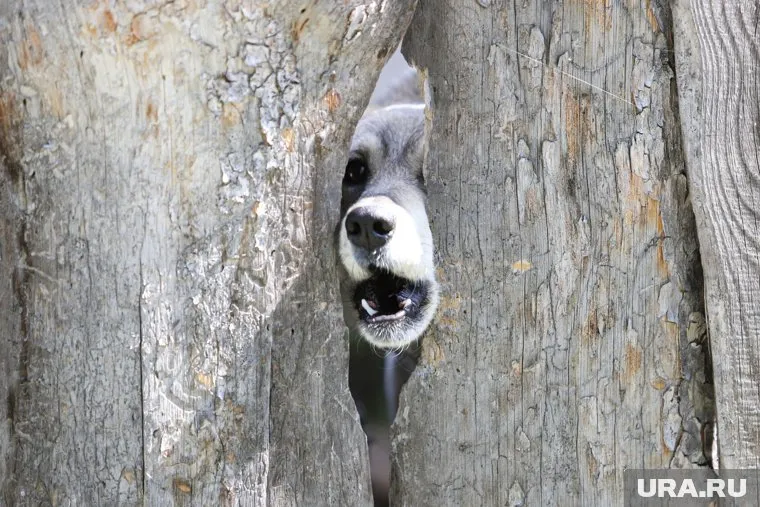Суд посчитал, что администрация района должна компенсировать девочке моральный вред