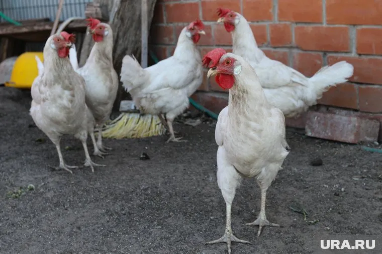 Карантин из-за птичьего гриппа введен в Армизонском районе