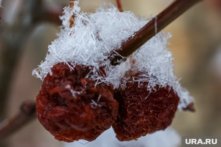 Последний месяц осени в Челябинской области будет теплым