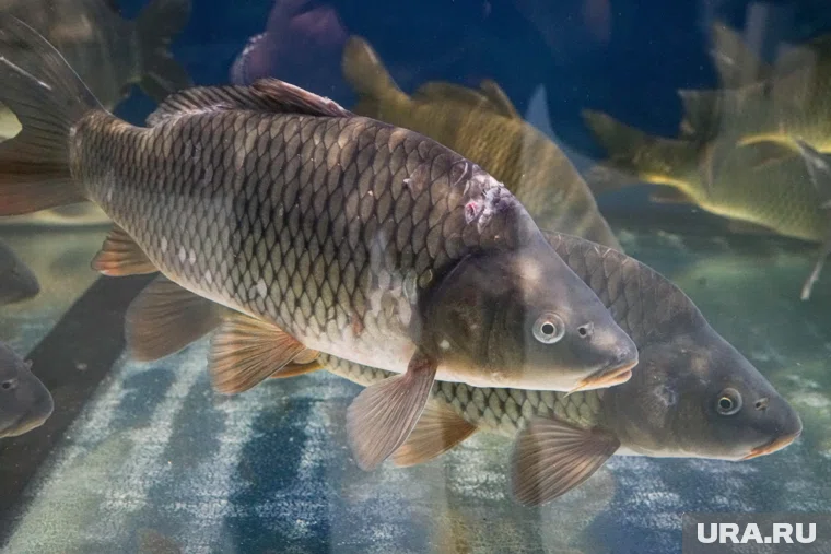 Миронов предложил ввести «рыбный четверг» со скидкой 50%